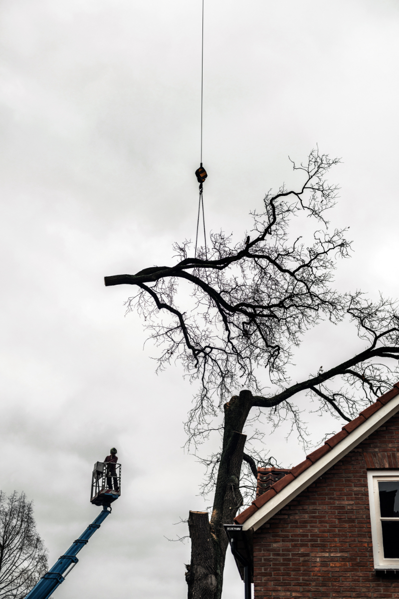 Bucket Truck and Crane cutting oak tree limbs away from a home in Montgomery Alabama Neighborhood