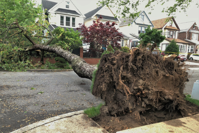 Brush chipping: Large Tree Fallen Blocking Residential Street
