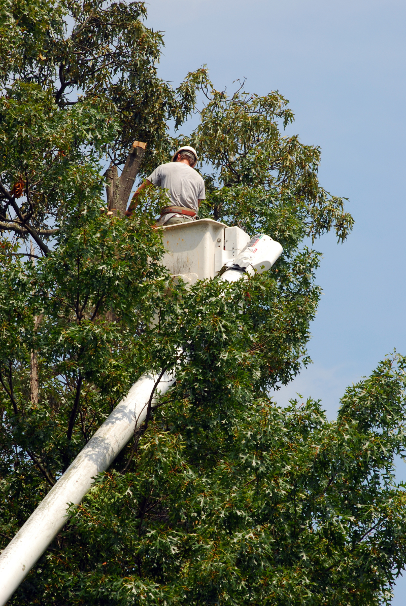 Tree Service Professional in a bucket truck trimming a tree near Ashdown Arkansas
