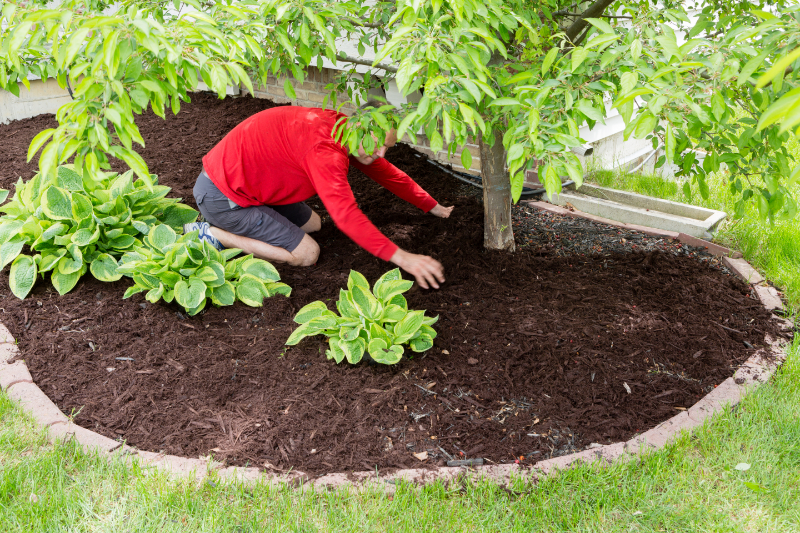 Man in a red shirt spreading wood chips in a garden bed