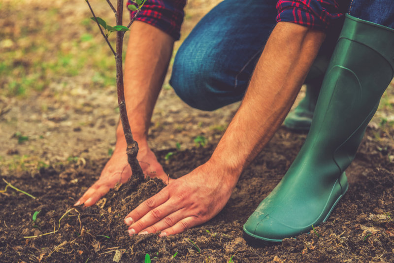 Brush chipping: Man Planting Tree Sapling