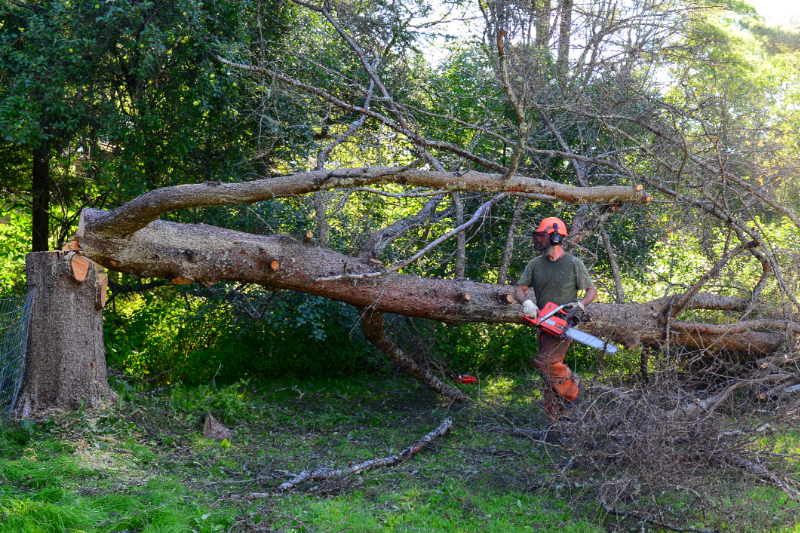 Brush chipping: Man With Chainsaw Removing Tree