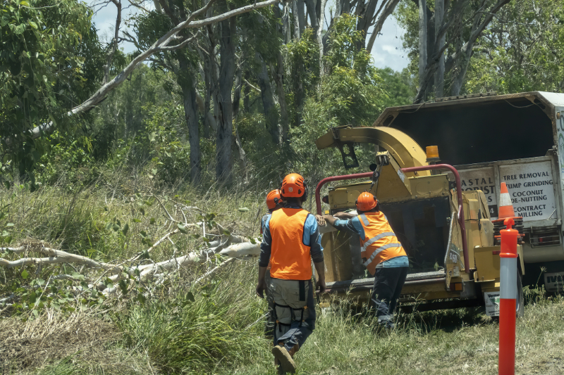 Brush chipping: Men Feeding Tree Into Yellow Chipper