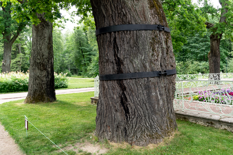 Brush chipping: Tree Doctor Banded Tree Insect Deterrent