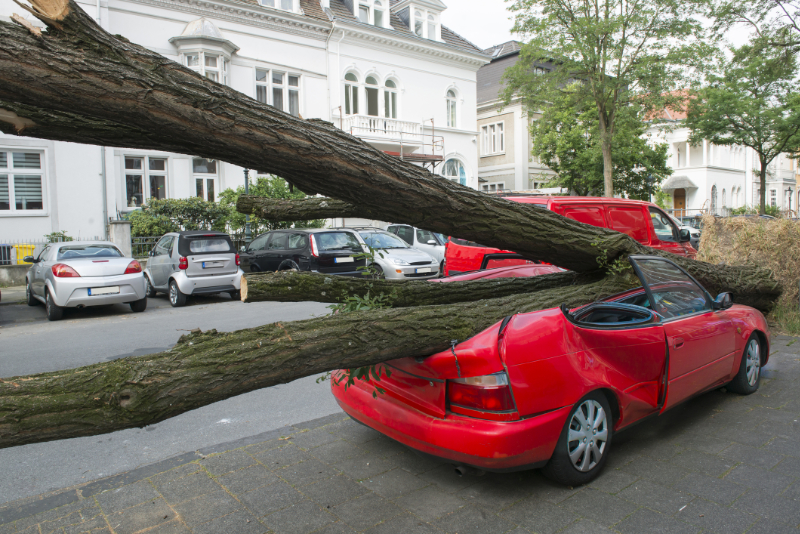 Brush chipping: Tree Fell On Car During Storm