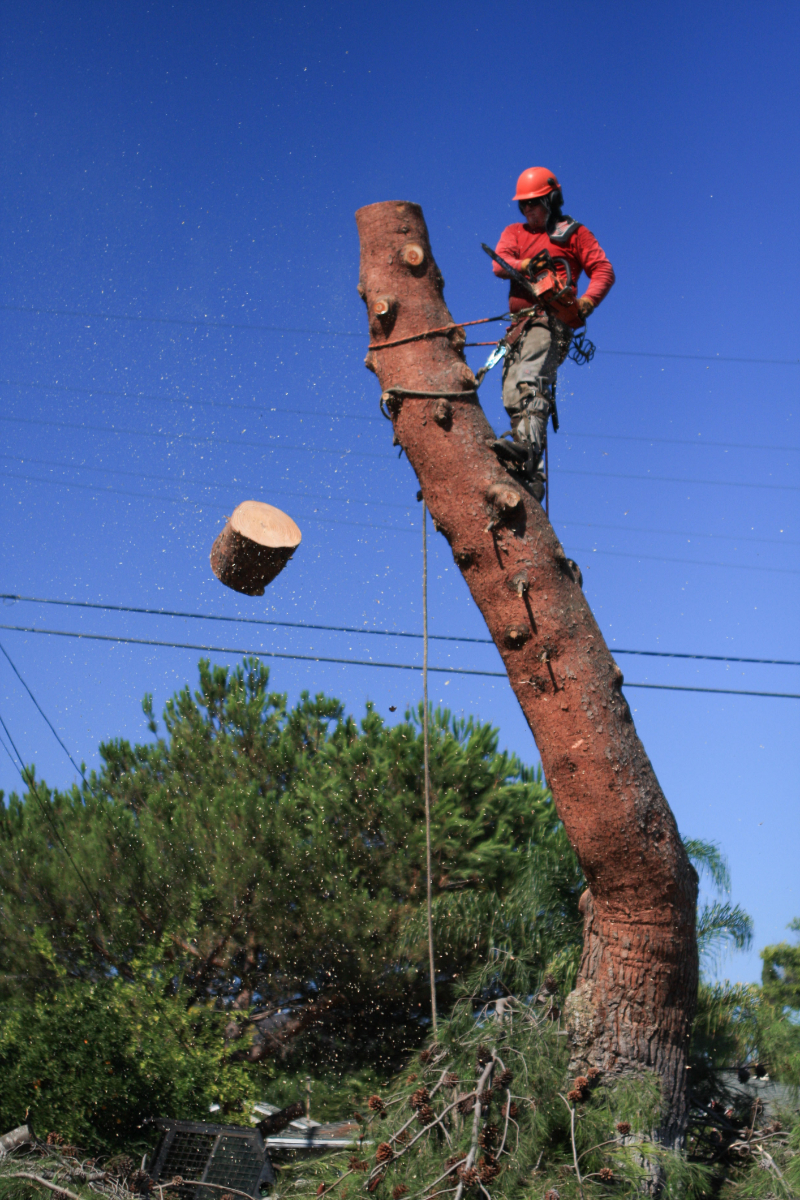 Contact Tree Service 911 - Professional Tree Care