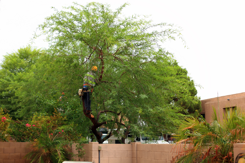 Brush chipping: Tree Trimming Near Business Parking Lot