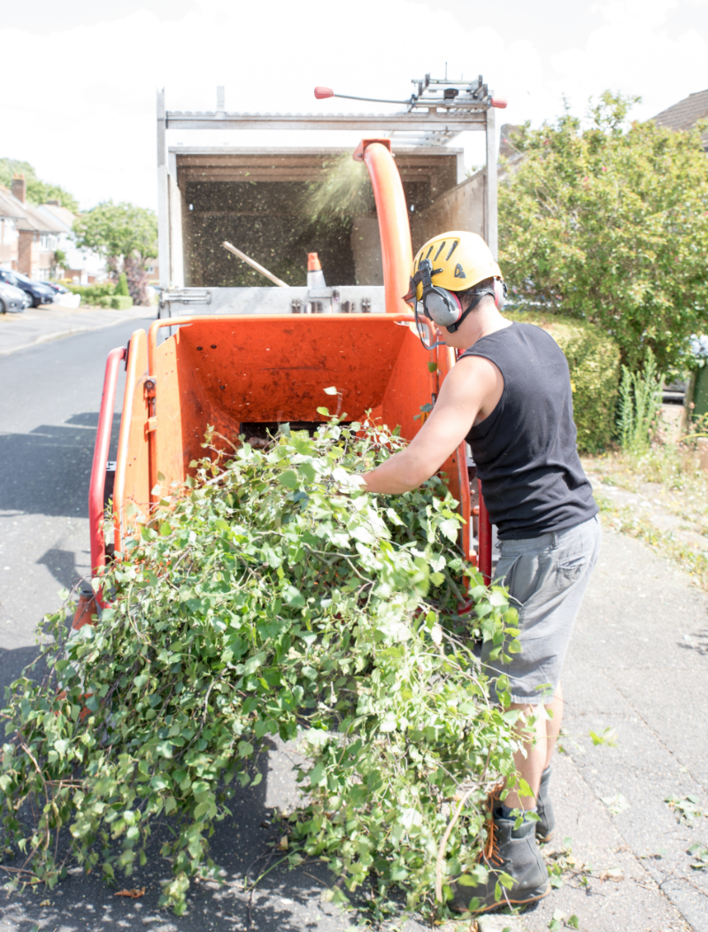 Worker feeding branches into a wood chipping machine near Murfreesboro Arkansas