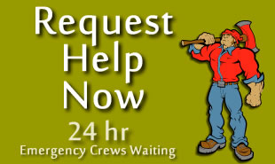 emergency tree removal service 24 hours